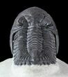 Aesthetic, Hollardops Trilobite - Excellent Eyes #57776-1